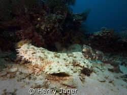 "Wobbegong"  Raja Ampat, West Papua. It's a rare to see t... by Henry Jager 